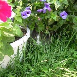 Meet your Posher, Candy. Vintage T Size Large